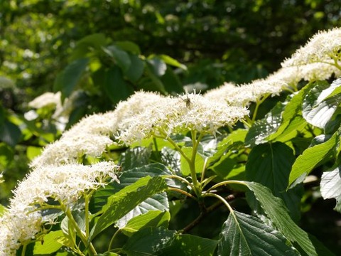 ミズキの花