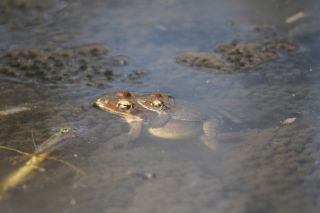 20160213_ヤマアカガエル_産卵 (9)