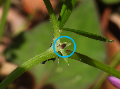 カラスノエンドウ花外蜜腺