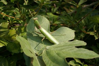 s-ハラビロカマキリ200809 (3)