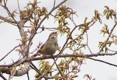 20130329ウグイス 撮影:齋藤仁志