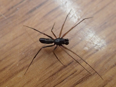 ヘリジロサラグモ? オス?