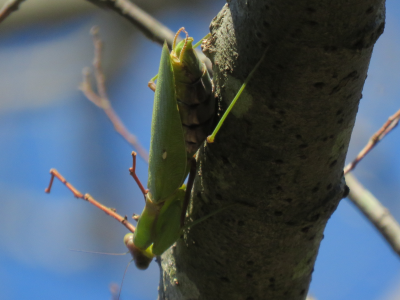 お腹の大きなカマキリ