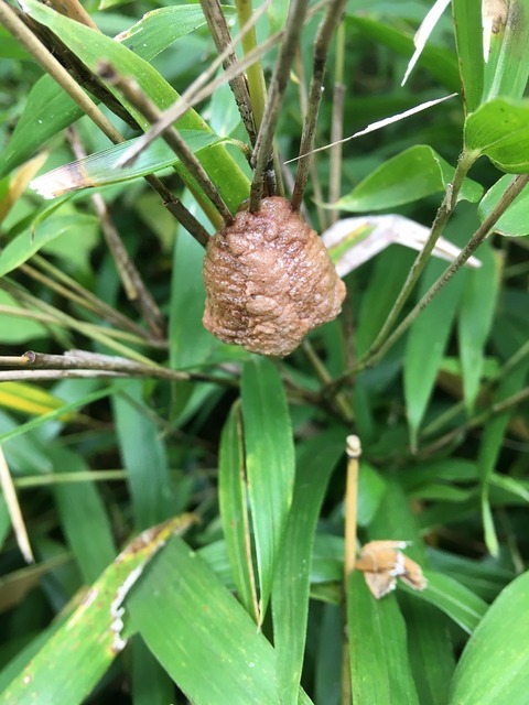 s-IMG_9366オオカマキリの卵上から