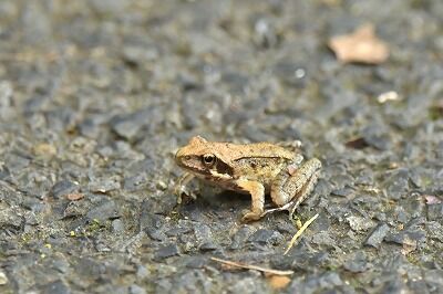 梅雨入り！カエル上陸！ : 横浜自然観察の森 いきもののにぎわいのある