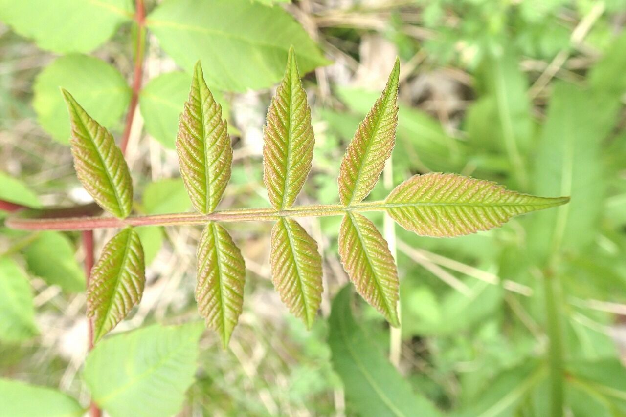 新緑の色、色々 : 横浜自然観察の森 いきもののにぎわいのある森ブログ