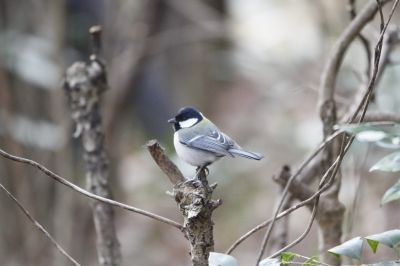 シジュウカラ20160206生態園藤村 (1)