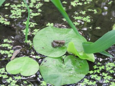 s-IMG_3032子ガエル