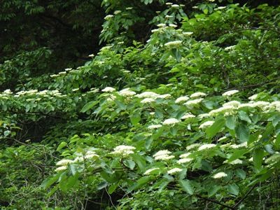 ミズキ花20080505 (4)