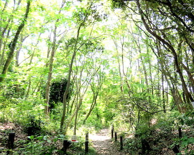 ウグイスの道_生体園20210525okubo75