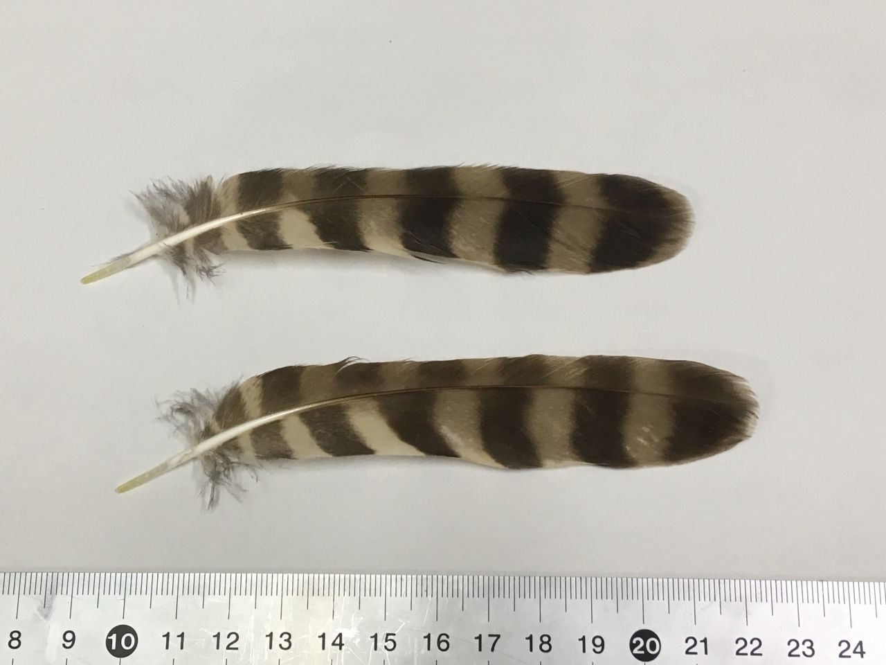 事件の匂いがする 横浜自然観察の森 いきもののにぎわいのある森ブログ