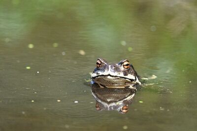 梅雨入り！カエル上陸！ : 横浜自然観察の森 いきもののにぎわいのある