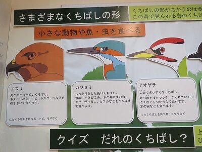 鳥のくちばしと食べもの展 開催中 横浜自然観察の森 いきもののにぎわいのある森ブログ