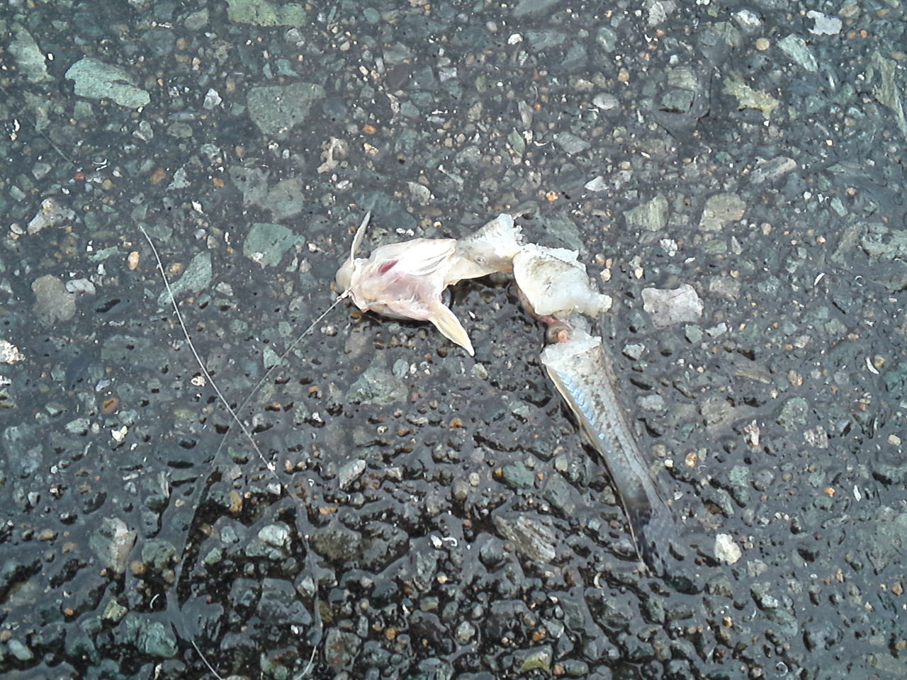 外道釣師ヒトデマン 釣行