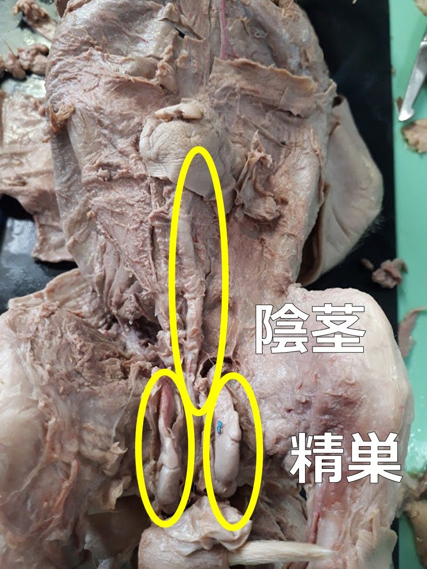 ブタの胎児の解剖 4 生殖器 画像注意 Web247 ブタの胎児の解剖 4 生殖器 画像注意 Web247