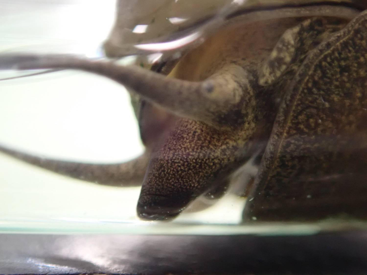 タニシの解剖 １ Web247