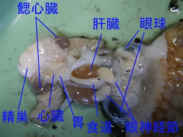 タコの解剖 Web247