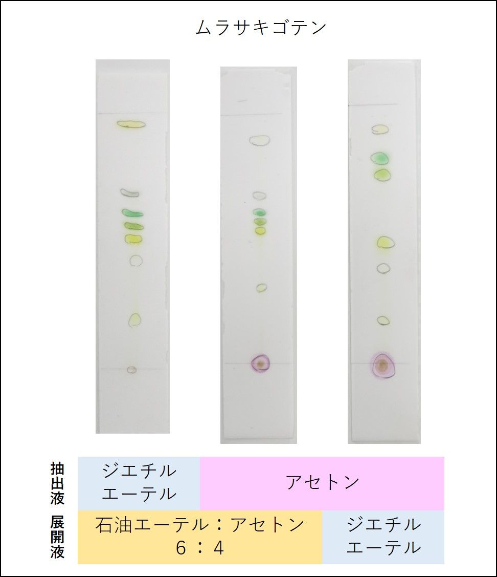 色素 rf 値