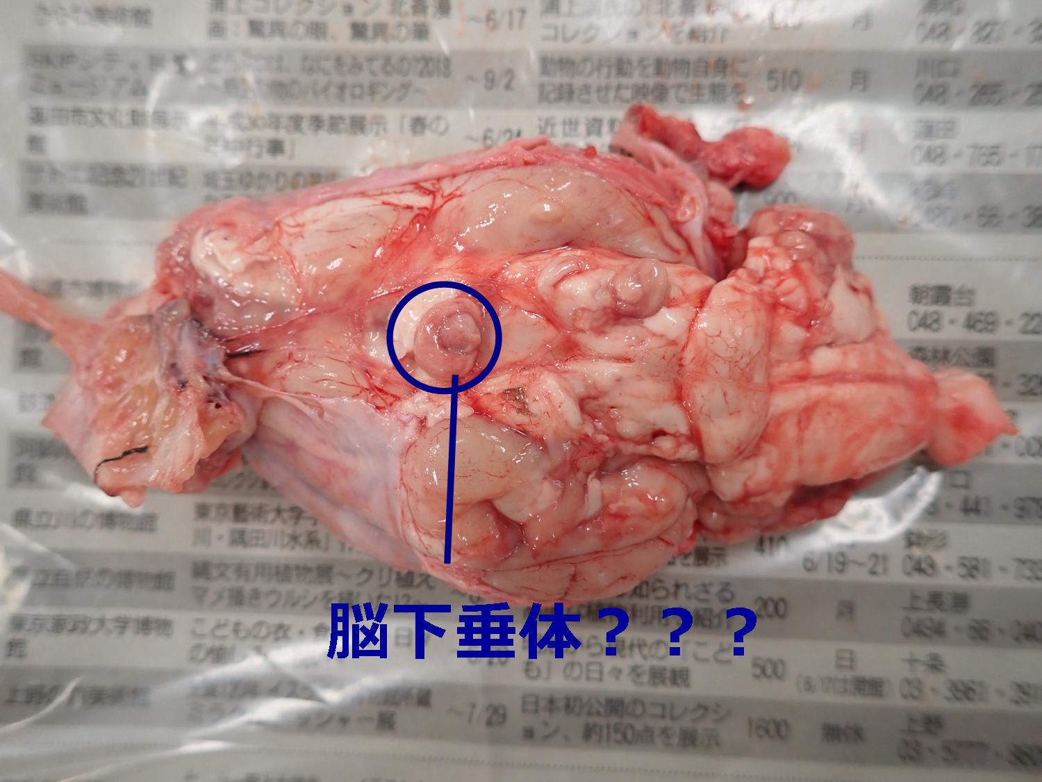 ブタの頭の解剖１（画像注意！！！） : Web247