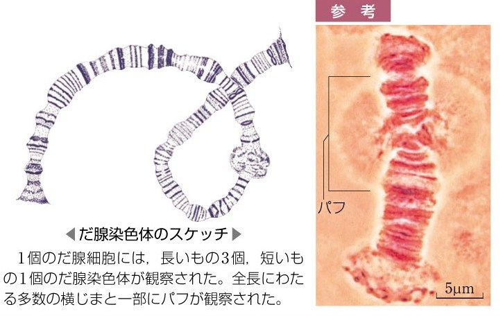 パフ問題 Web247 パフ問題 Web247