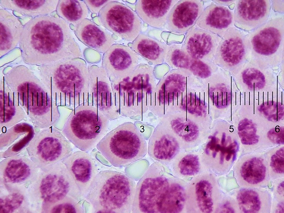 体細胞分裂あれこれ Web247