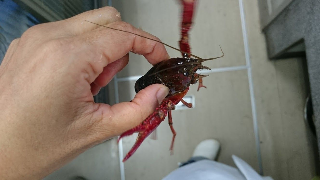 勝手にザリガニフェア Web247 勝手にザリガニフェア Web247