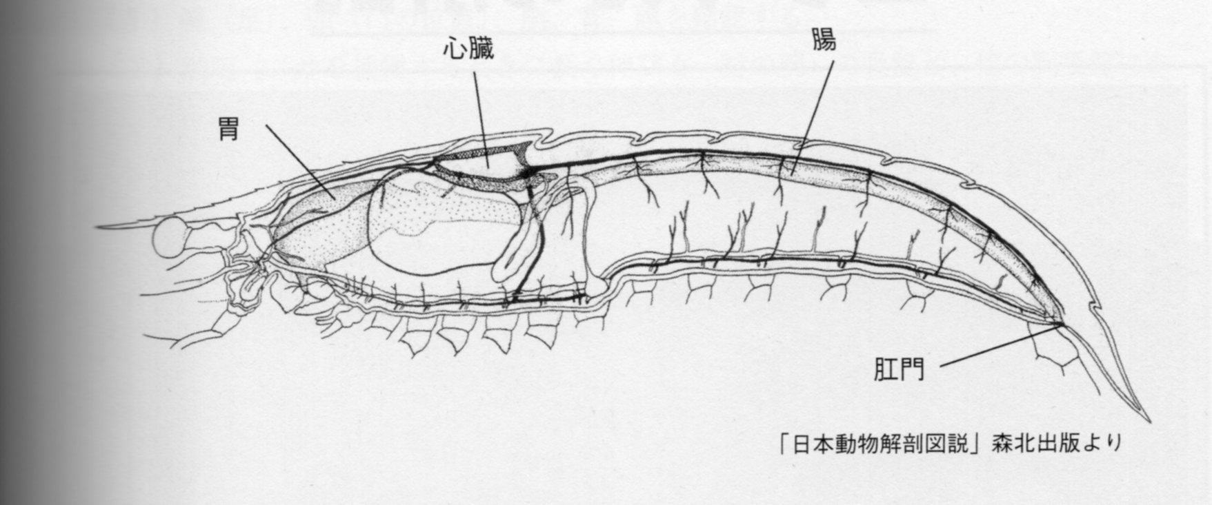 ヤドカリの解剖 Web247