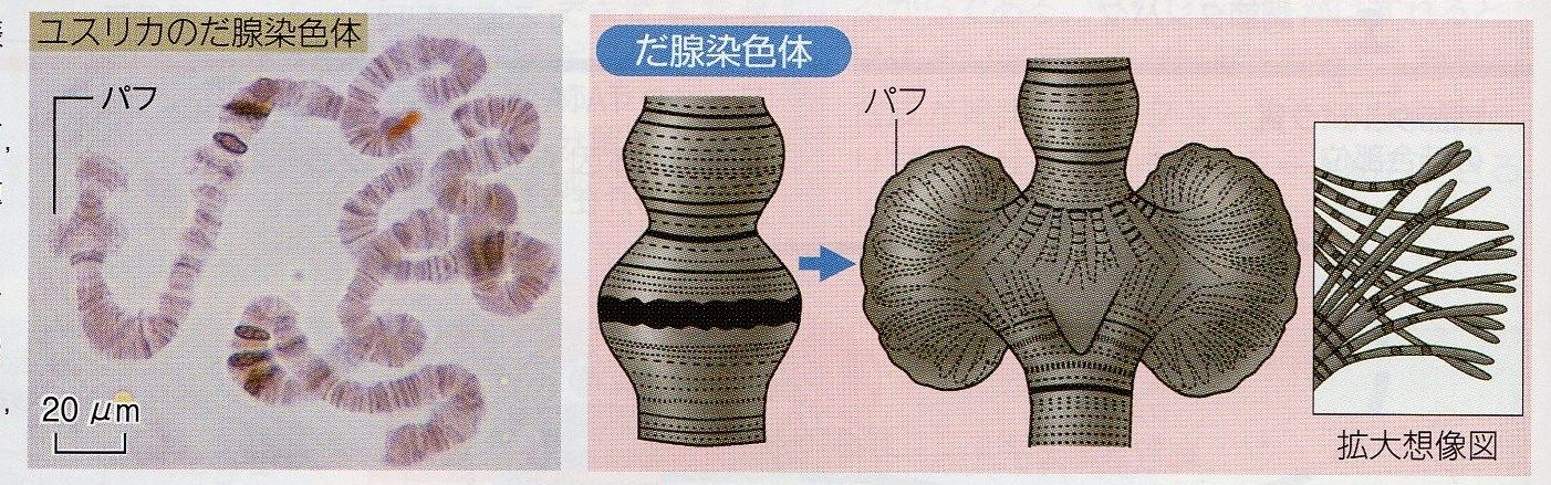 パフ問題 Web247