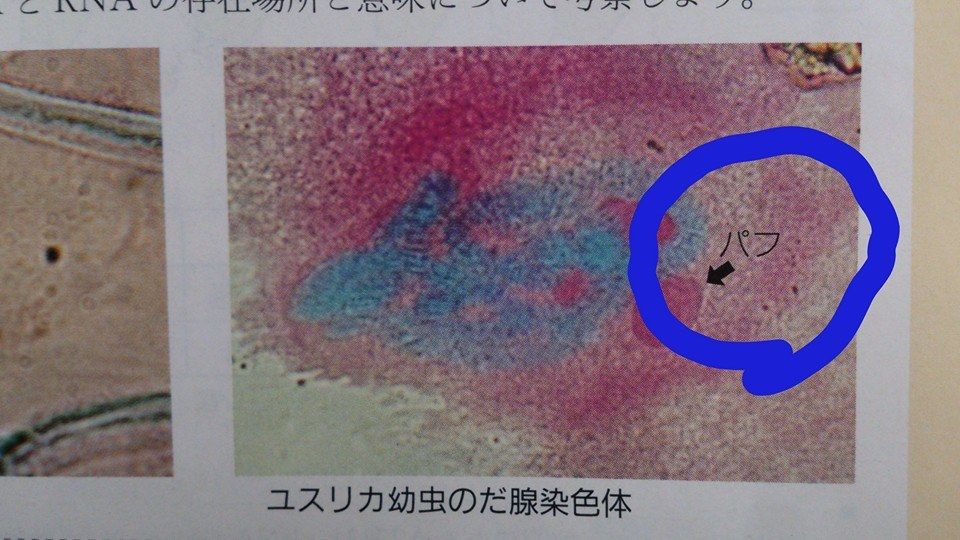 パフ問題 Web247