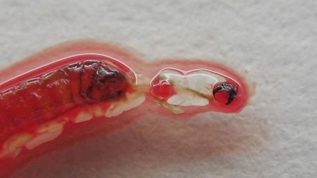 アカムシの唾液腺染色体の観察 Web247 アカムシの唾液腺染色体の観察 Web247