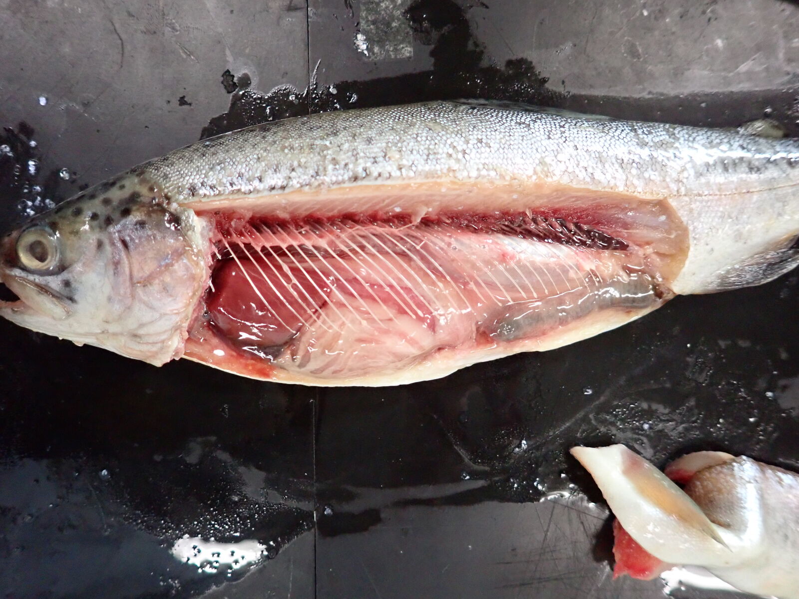 ニジマスの解剖 Web247