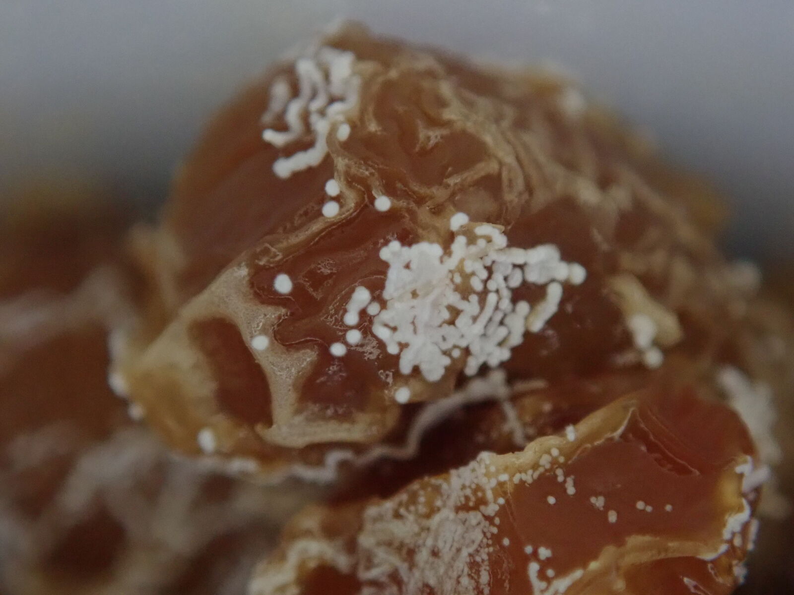 納豆の の観察 Web247