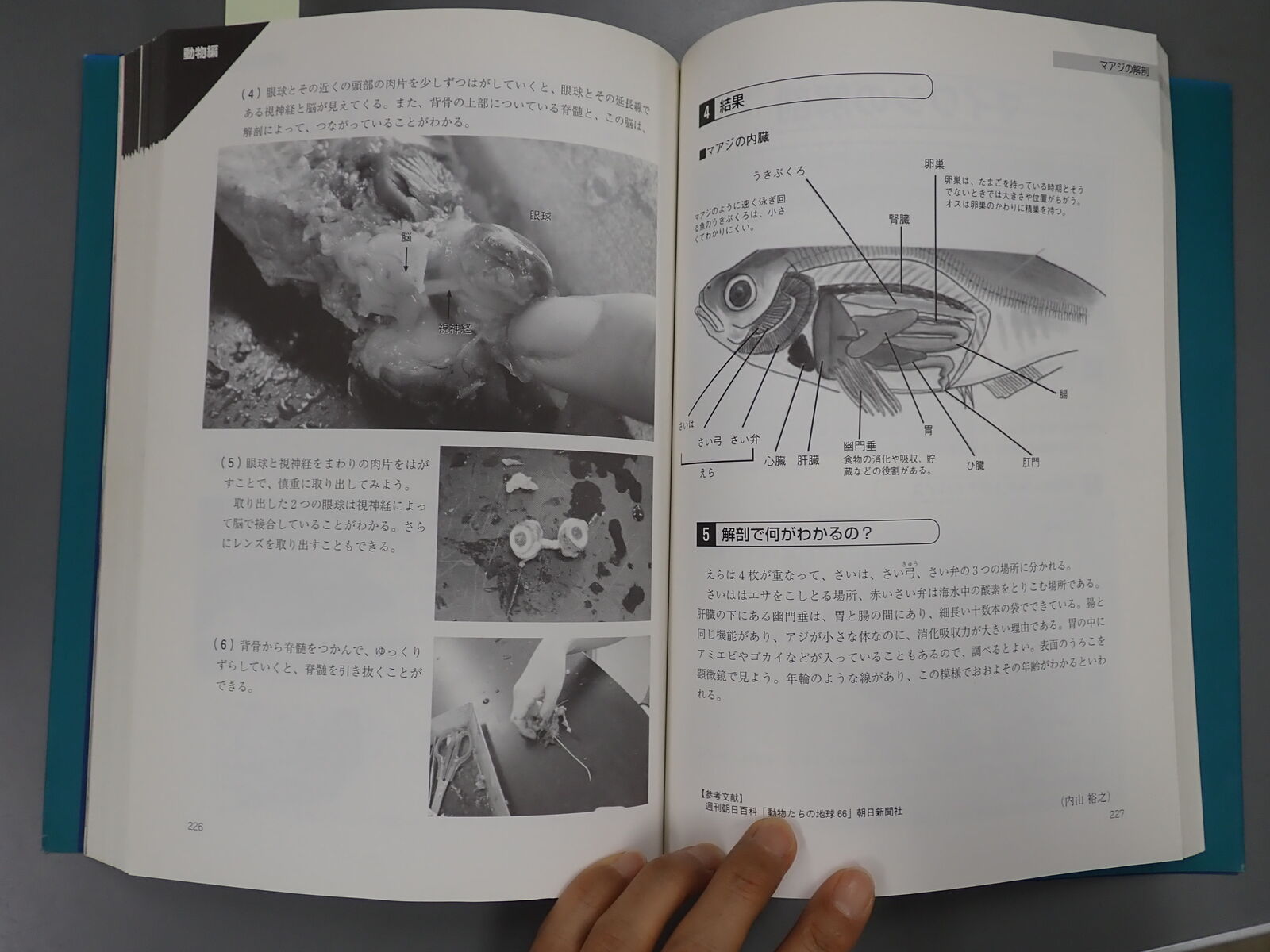 ニジマスの解剖 Web247 ニジマスの解剖 Web247
