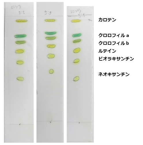 光合成色素の分離18 その２ 展開液の割合について Web247