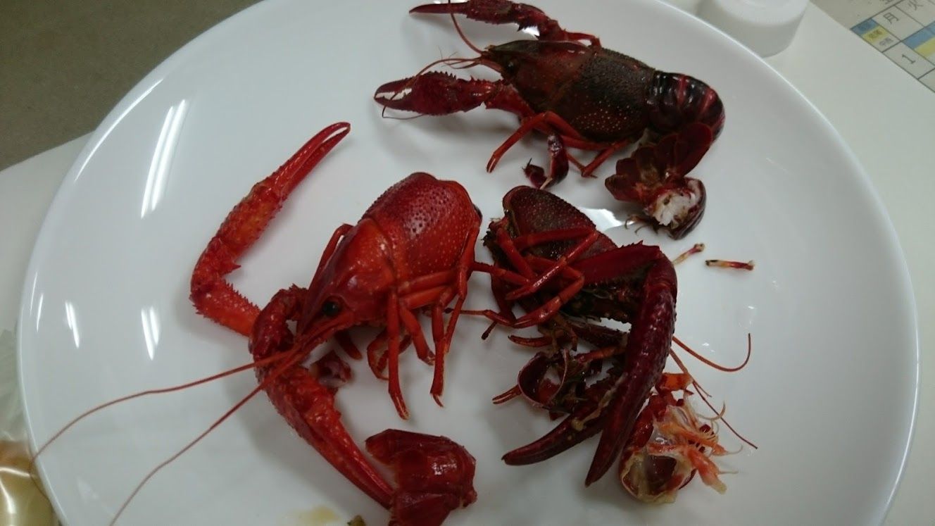 勝手にザリガニフェア Web247