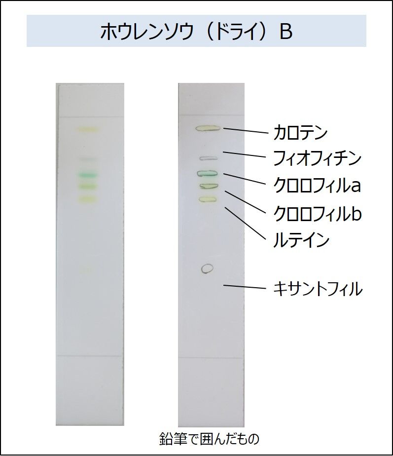 30 割引激安 新作 光合成色素分離セットtlc 5 5人分 子供用文房具 おもちゃ 知育 Coyoterungolf Com