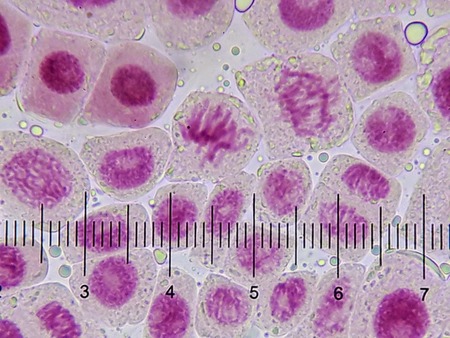 生物 Web247 生物 Web247