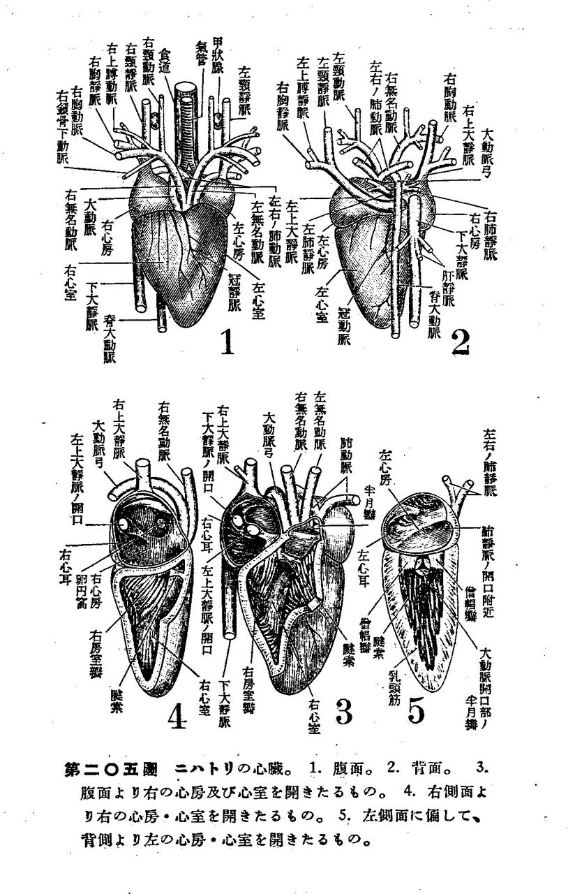 トリの心臓の解剖 ２ やや画像注意 Web247