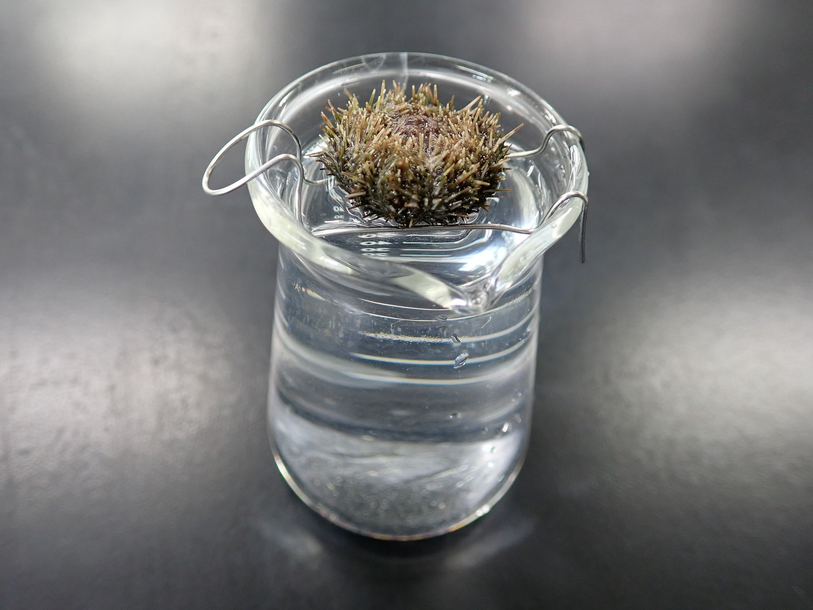 ウニの発生 1 Web247 ウニの発生 1 Web247