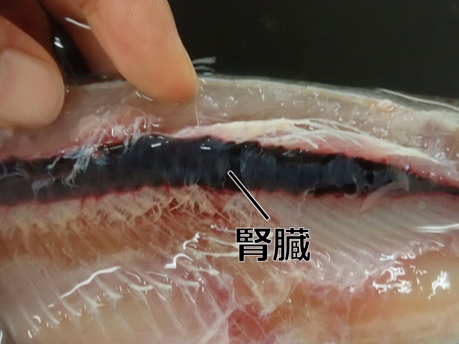 ニジマスの解剖 Web247 ニジマスの解剖 Web247