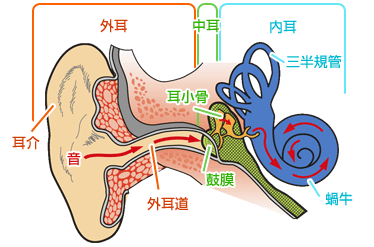 ブタの脳の解剖2 画像注意 Web247 ブタの脳の解剖2 画像注意 Web247
