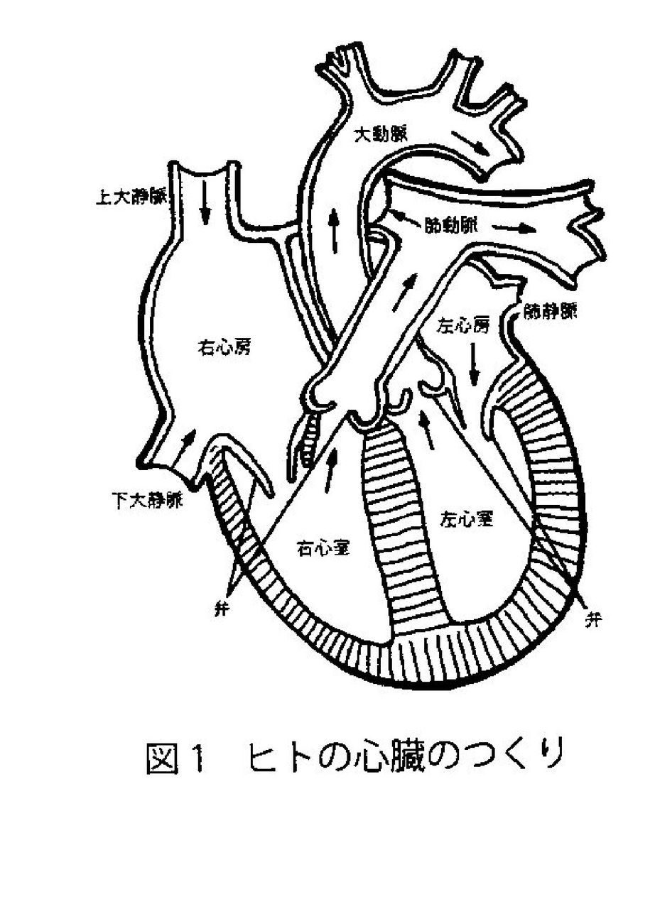 トリの心臓の解剖 １ やや画像注意 Web247