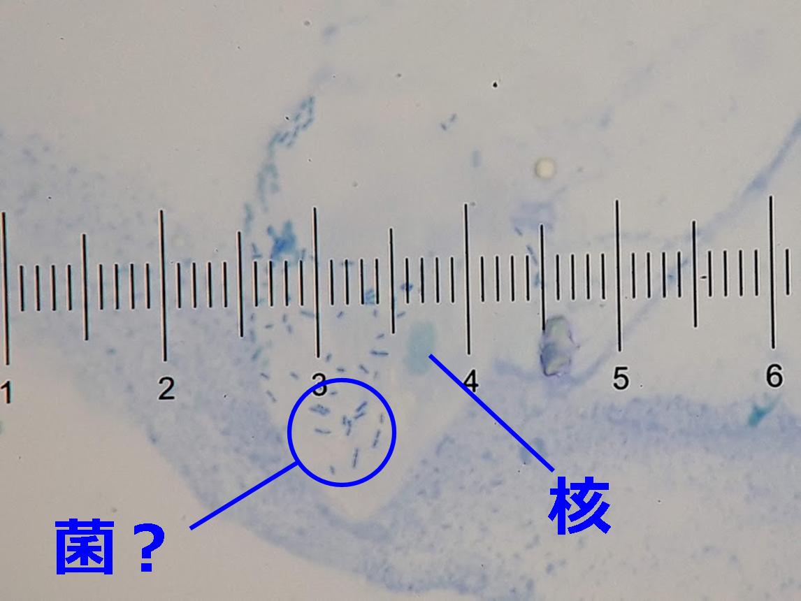 口の中しらべ Web247 口の中しらべ Web247