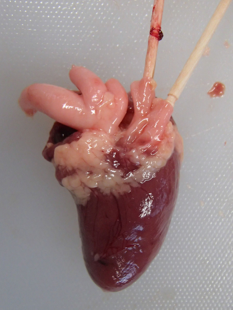 トリの心臓の解剖 ２ やや画像注意 Web247