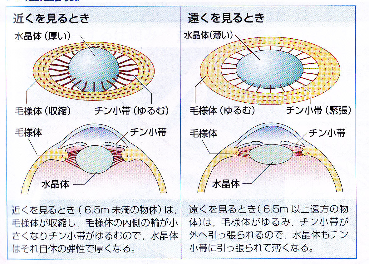 チン小帯 チンショウタイ を観察しよう やや画像注意 Web247 チン小帯 チンショウタイ を観察しよう やや画像注意 Web247