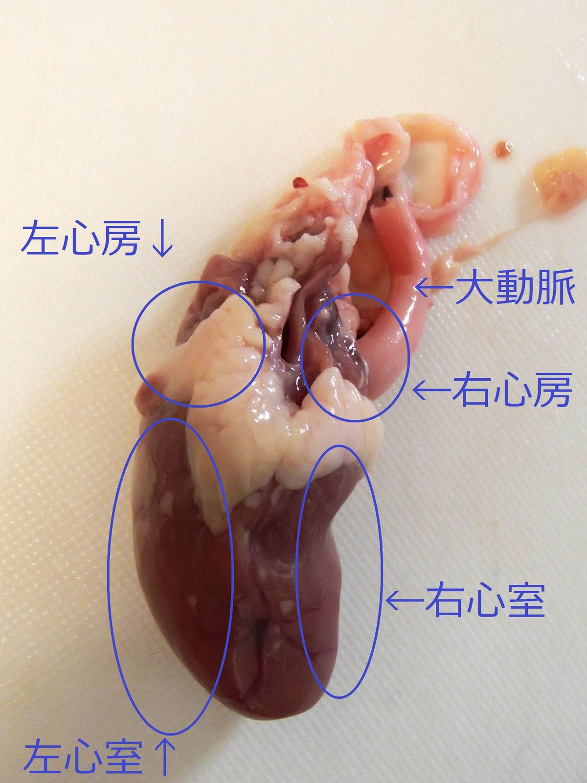 トリの心臓の下ごしらえ Cookpad Web247