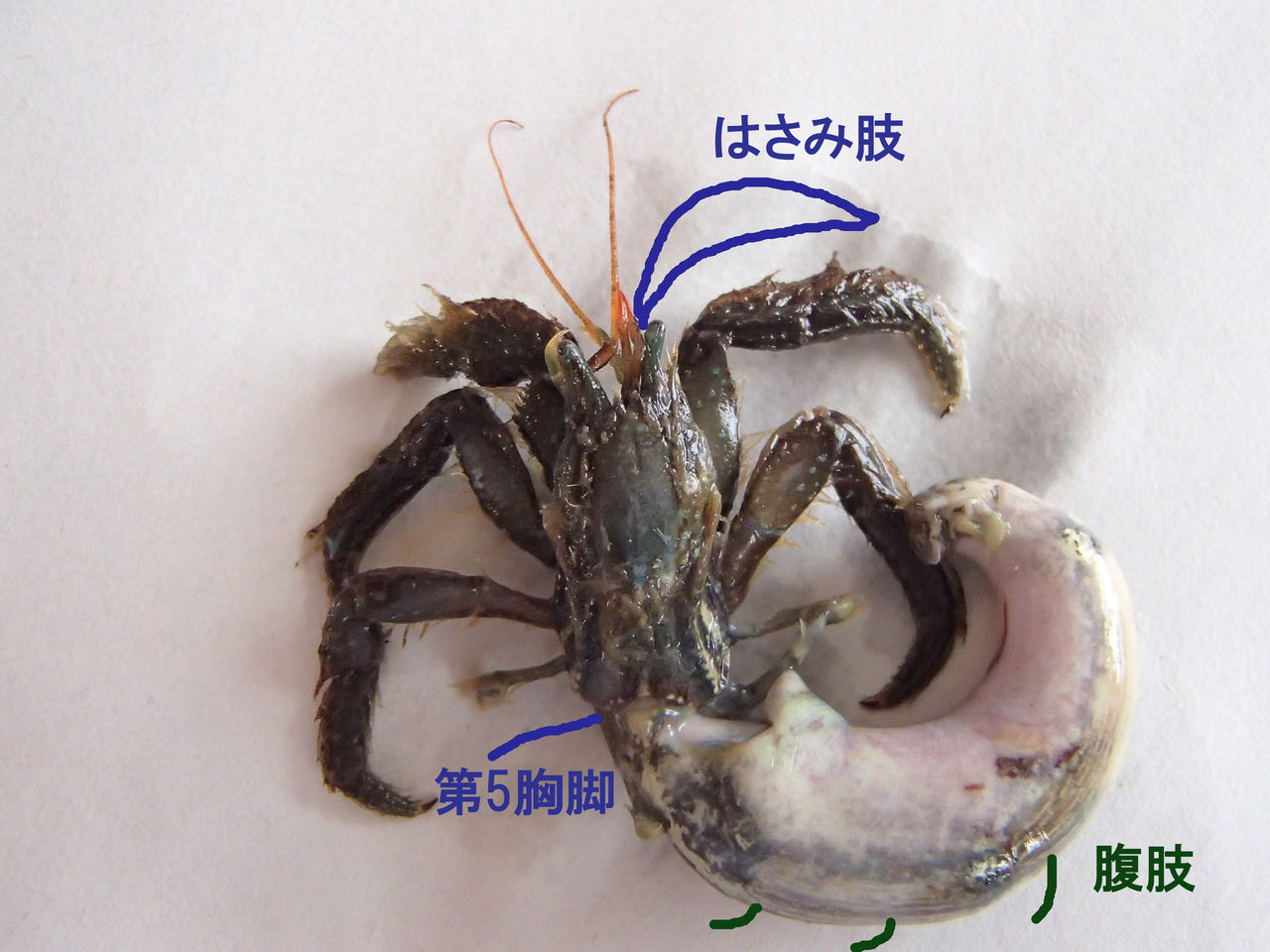 ヤドカリの解剖 Web247 ヤドカリの解剖 Web247