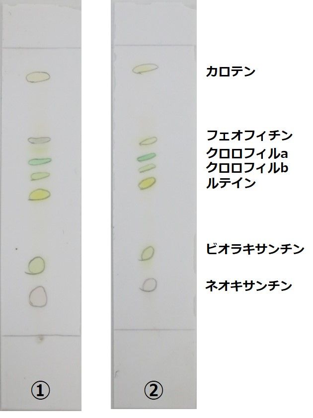 光合成色素の分離18 その15 地衣類 Web247 光合成色素の分離18 その15 地衣類 Web247