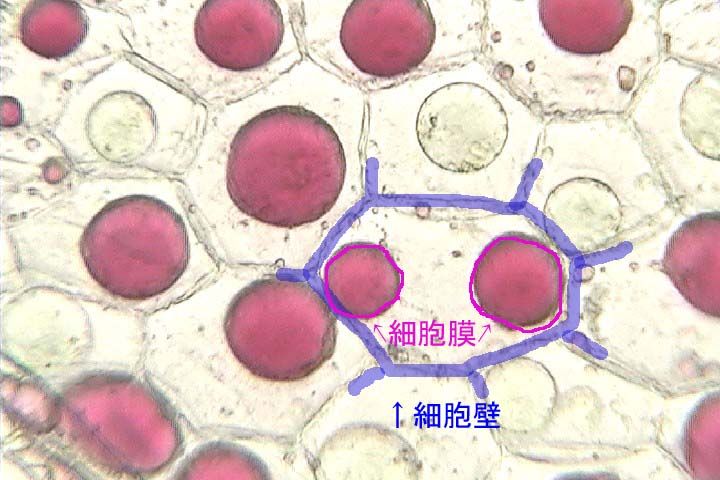 Dnaは粘る Web247 Dnaは粘る Web247