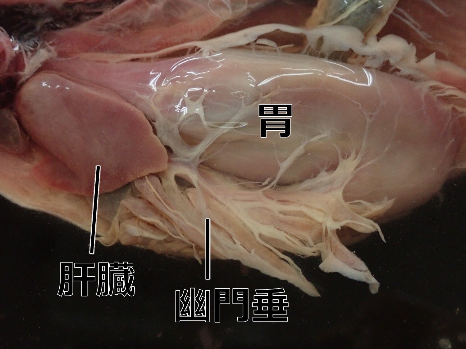ニジマスの解剖 Web247
